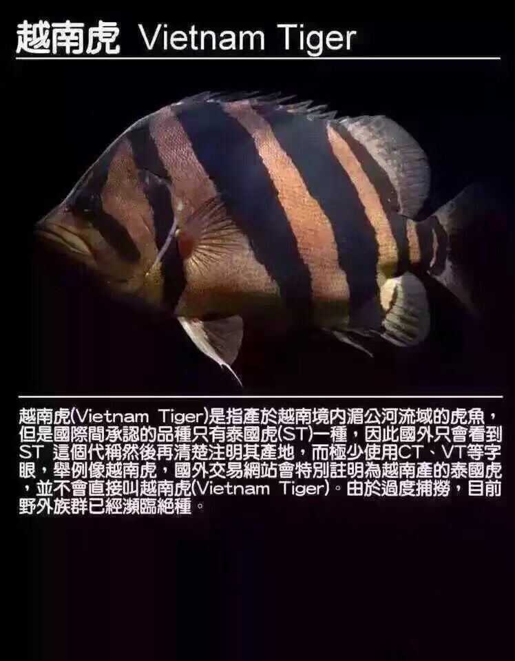 淮北觀賞魚(yú)市場(chǎng)虎魚(yú)種類(lèi) 觀賞魚(yú)市場(chǎng)（混養(yǎng)魚(yú)） 第5張