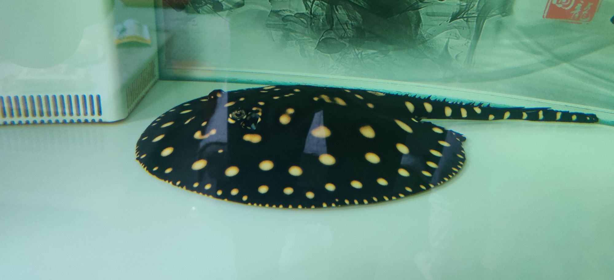 阿克蘇水族館求大神們點播