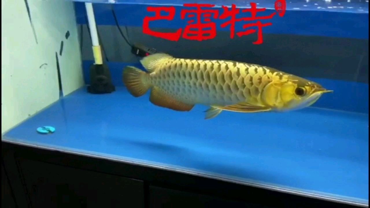 恩施土家族苗族自治州觀賞魚市場(chǎng)巴雷特的A過(guò)品質(zhì)就是這樣好