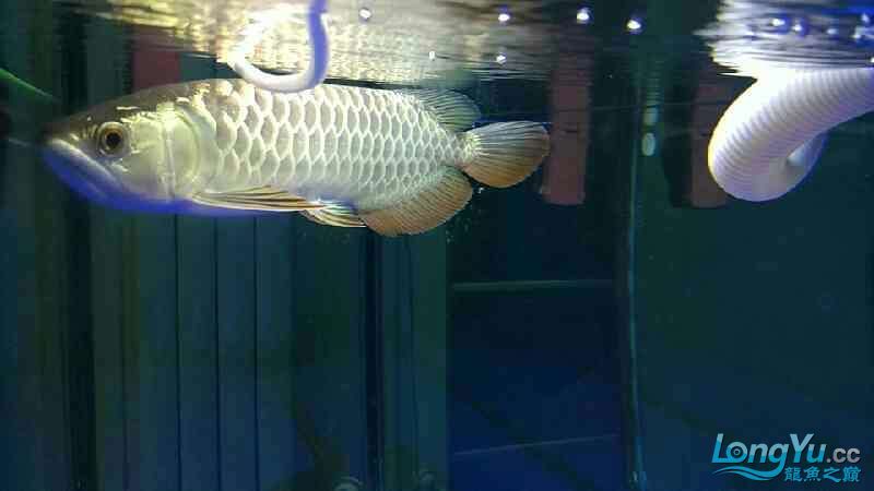 甘孜藏族自治州水族館龍魚吃大麥蟲吃了3個(gè)月 觀賞魚 第10張