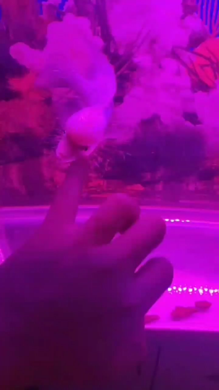 安慶水族館16天打卡 紅白錦鯉魚 第2張