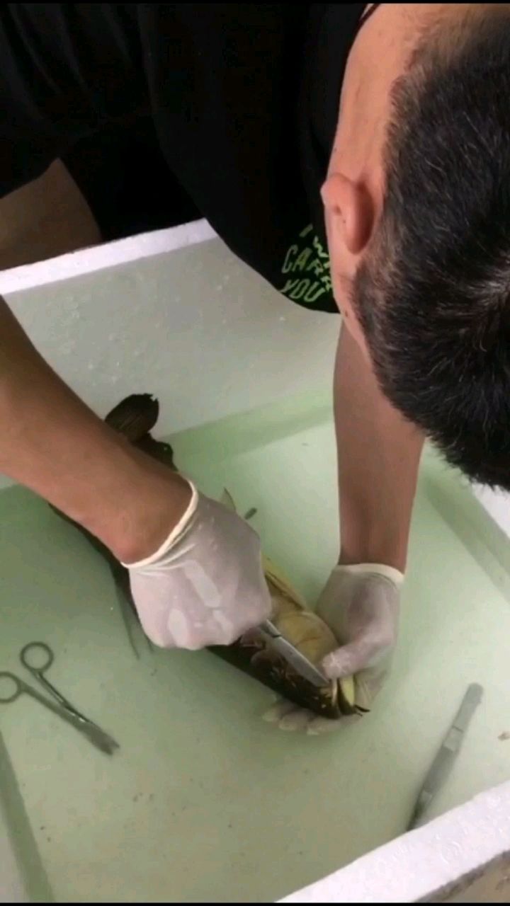 大連觀賞魚市場指導(dǎo)小弟做手術(shù) 觀賞魚市場（混養(yǎng)魚） 第2張