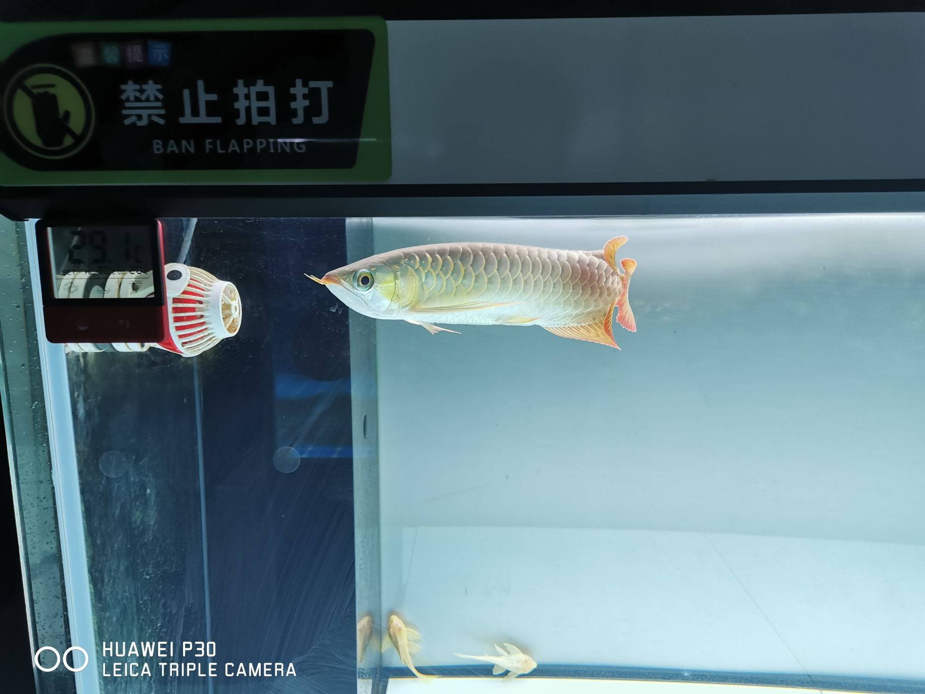 到家倆月 觀賞魚市場（混養(yǎng)魚） 第4張