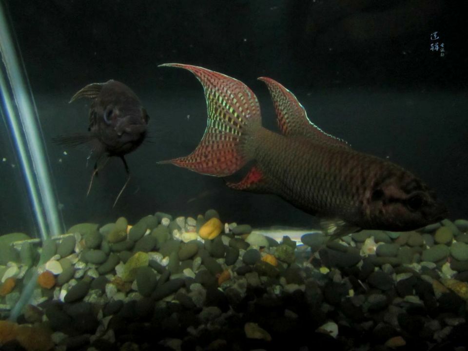 怒江傈僳族自治州水族館說呀～搜魚老搭檔