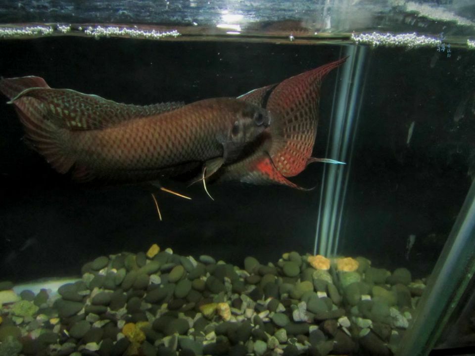 怒江傈僳族自治州水族館說呀～搜魚老搭檔 BD魟魚 第10張