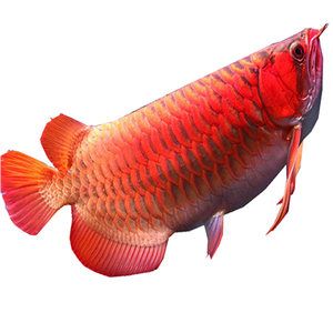 煮魚(yú)的圣太科加熱棒