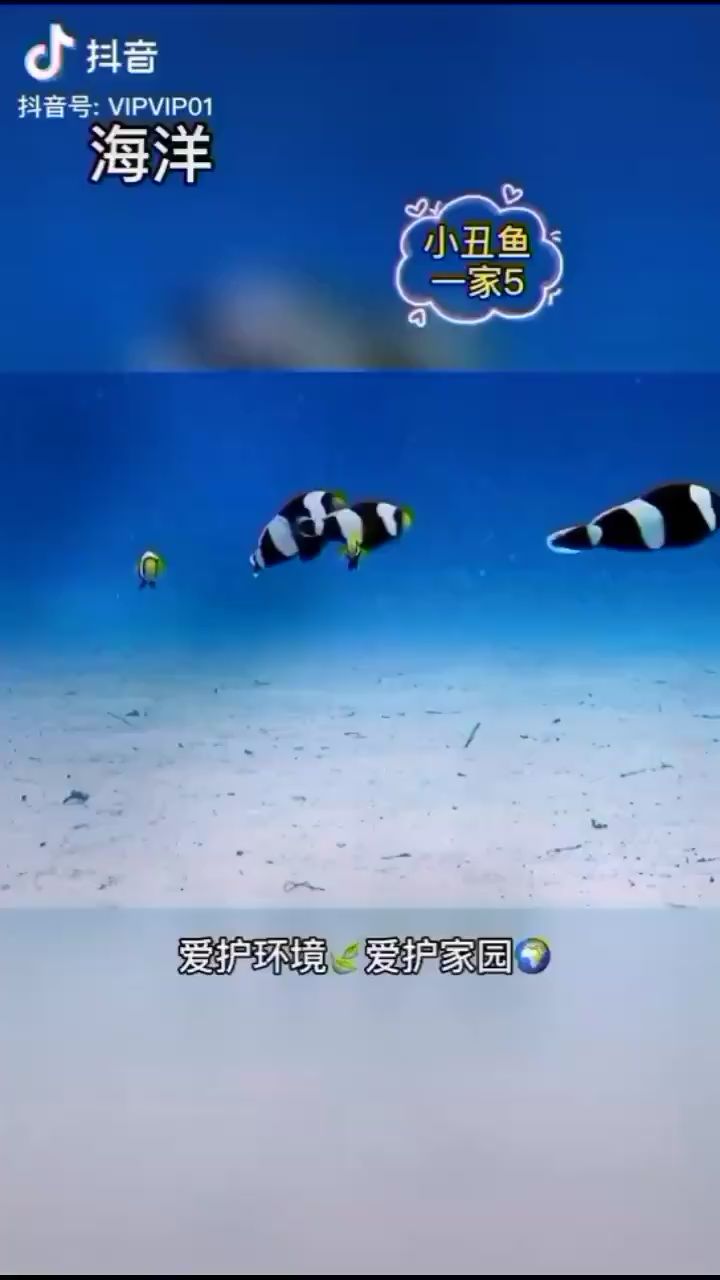 小丑魚一家5 海水魚 第3張