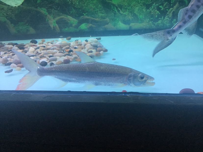 錦州水族館新回來的白金猛魚