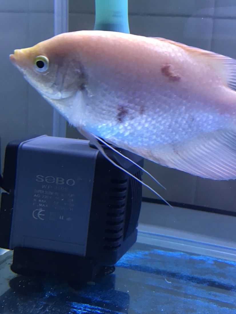 梅州水族館招財魚爛身了 觀賞蝦蟹等飼料 第2張