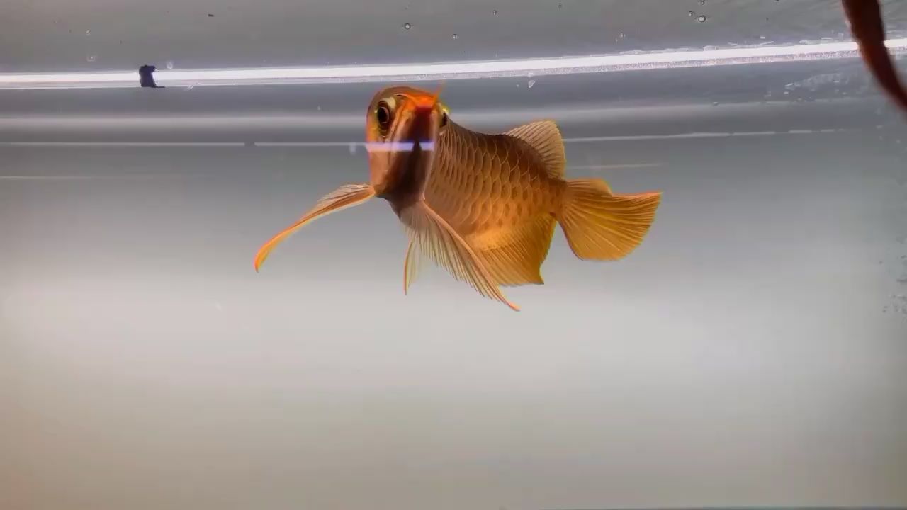 投食篇 高背金龍魚