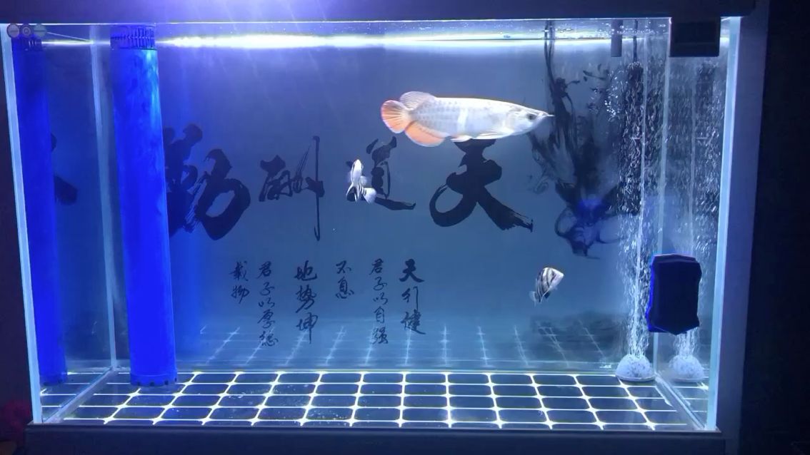 新手求大神指點(diǎn)這魚怎么樣 魚缸水泵 第2張