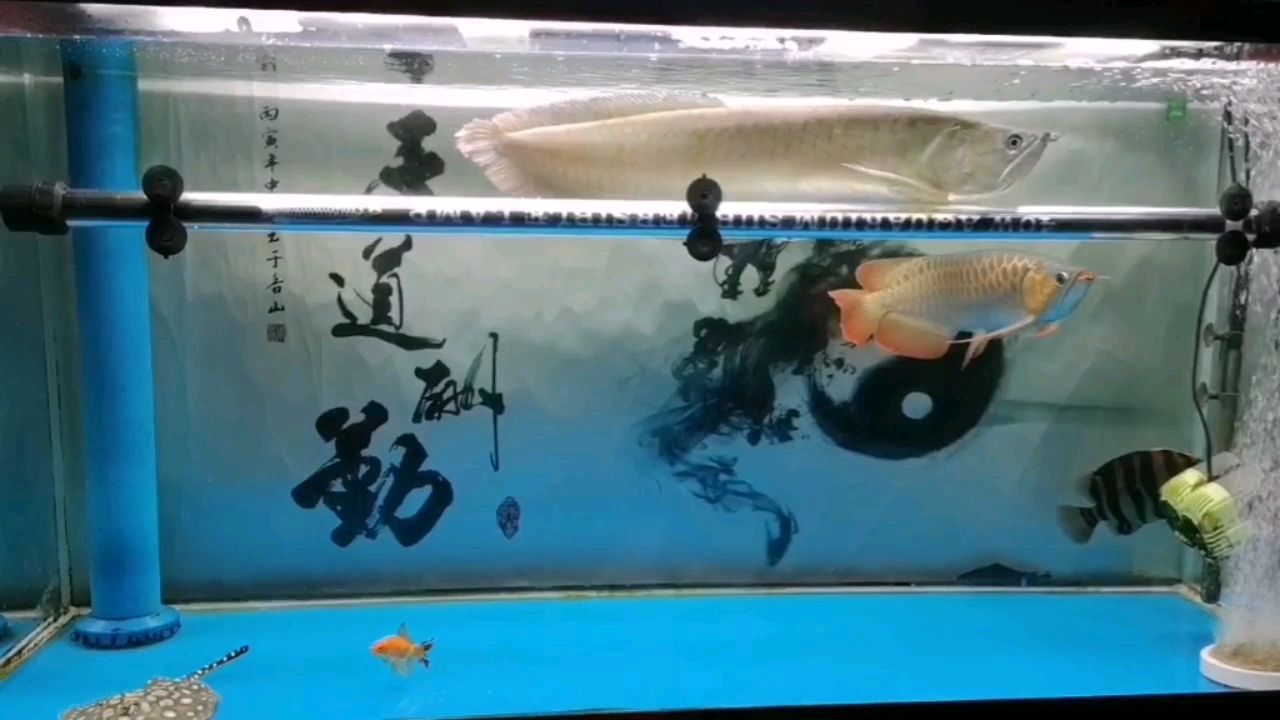 魟魚(yú)狀態(tài)差不多了