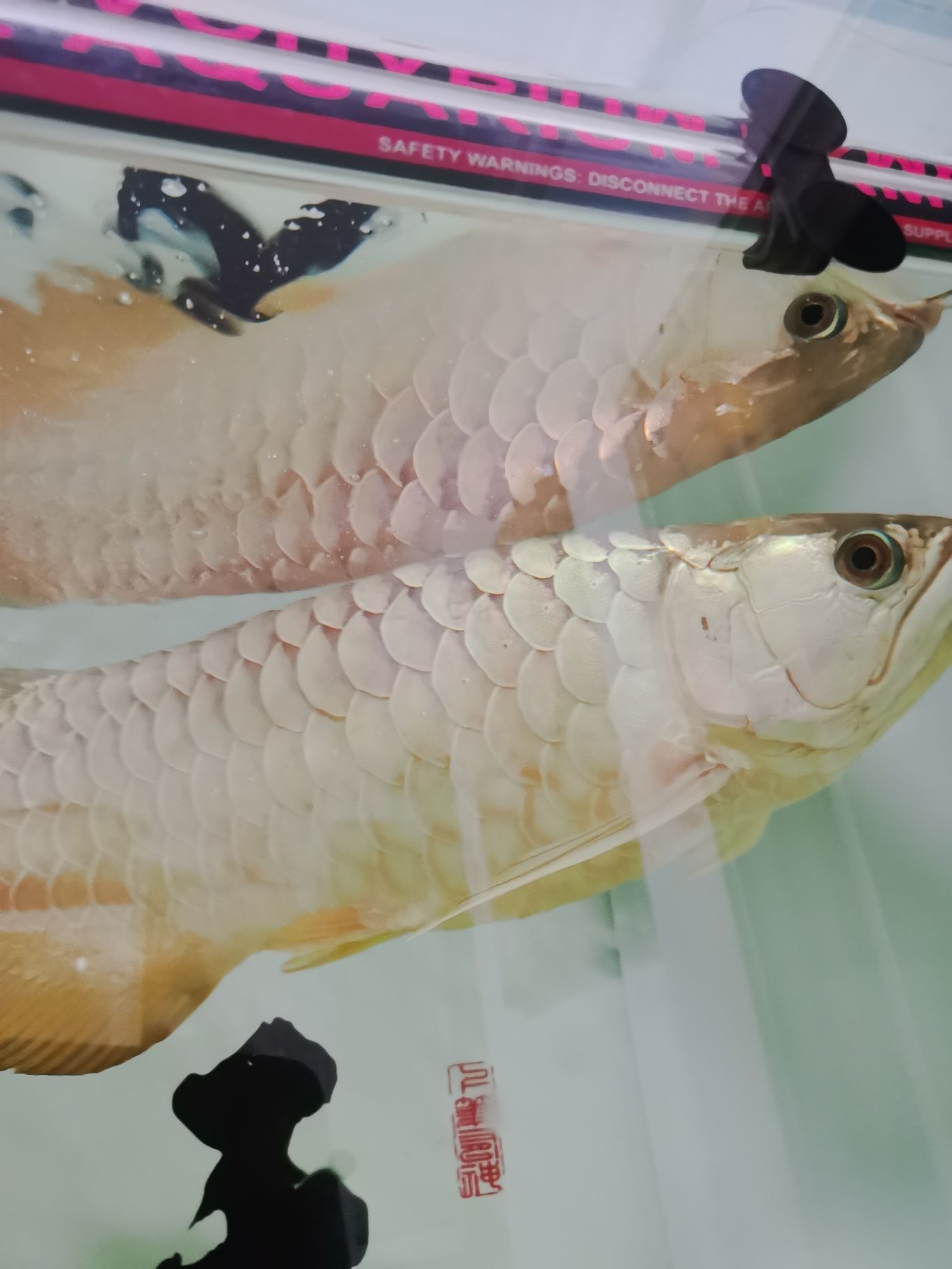 潮州觀賞魚市場(chǎng)龍魚疾病