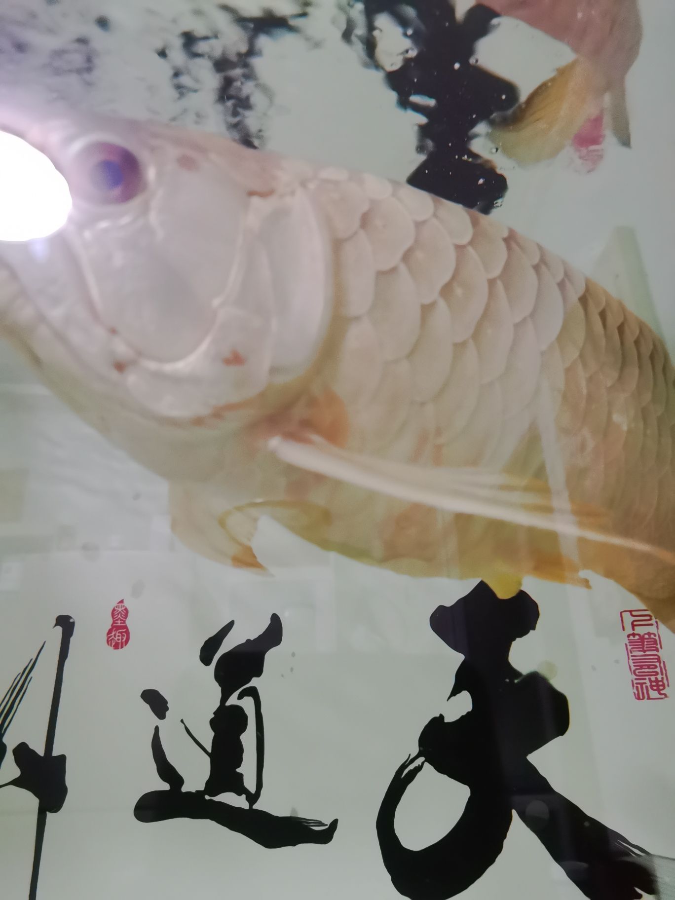 潮州觀賞魚市場(chǎng)龍魚疾病 觀賞魚市場(chǎng)（混養(yǎng)魚） 第7張