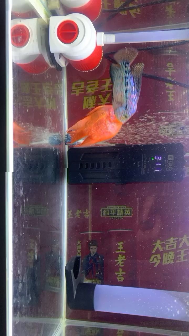 幫我看看什么品種羅漢魚 羅漢魚 第2張