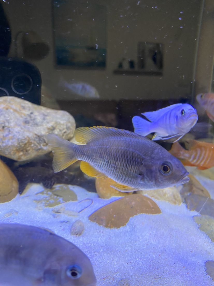 紹興水族館這是血艷紅嗎？感覺像鯽魚