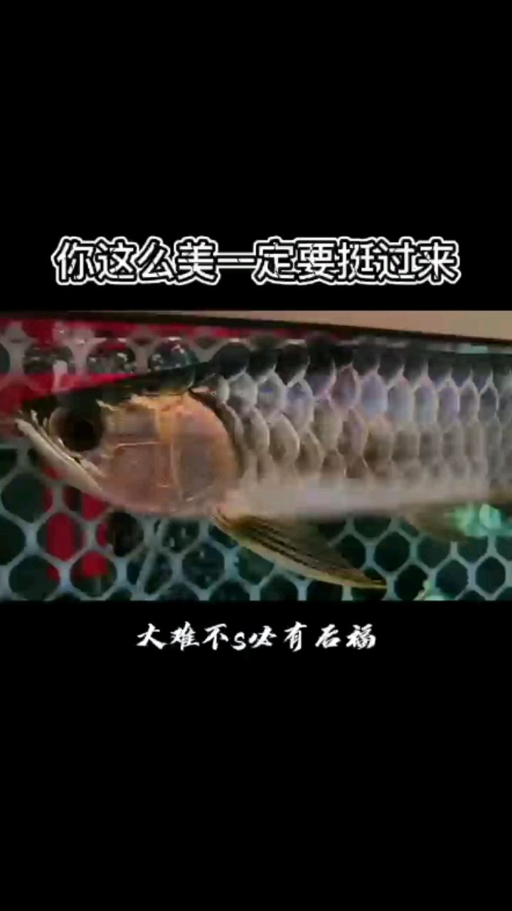 堅挺的龍魚 朱巴利魚 第2張