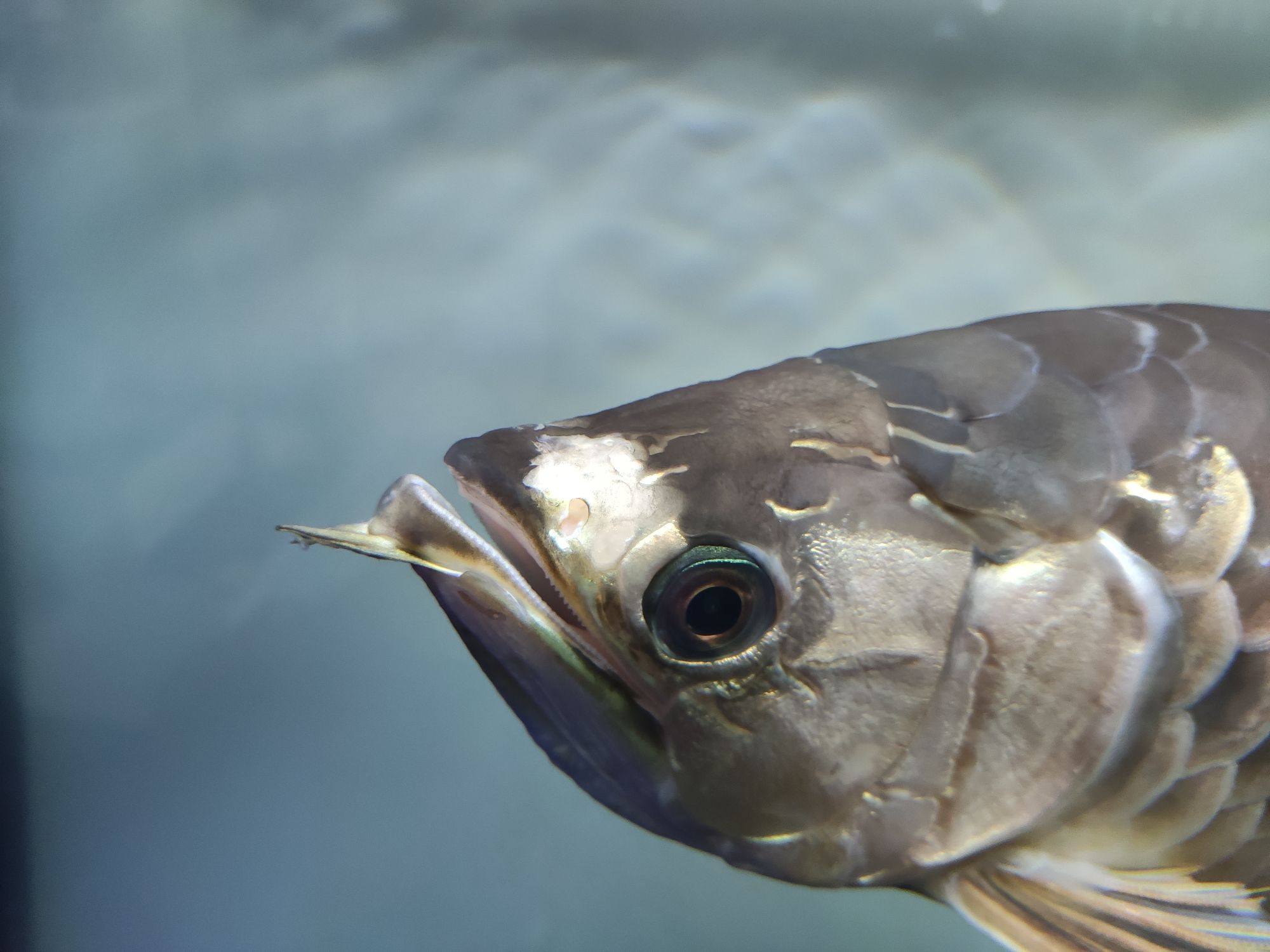 欽州水族館龍魚怎么了？最近也不進(jìn)食