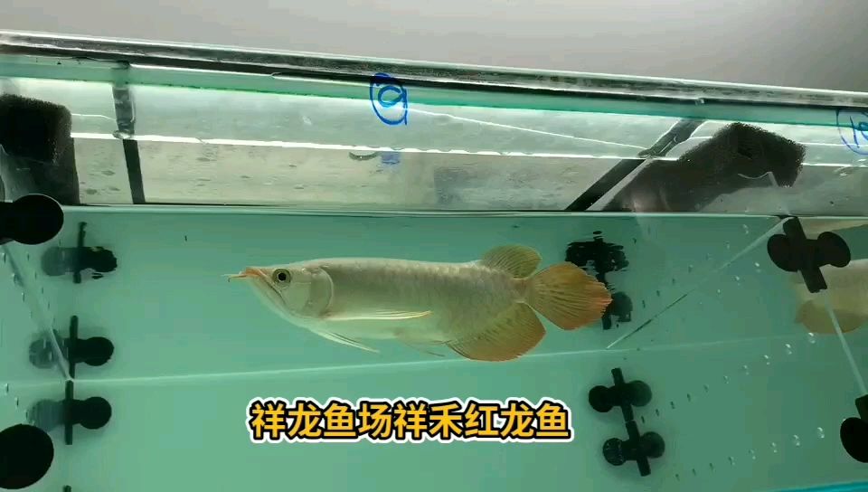 祥龍祥禾紅龍魚