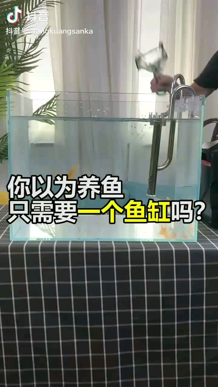 果洛藏族自治州觀賞魚市場沒錯就是這樣過來的