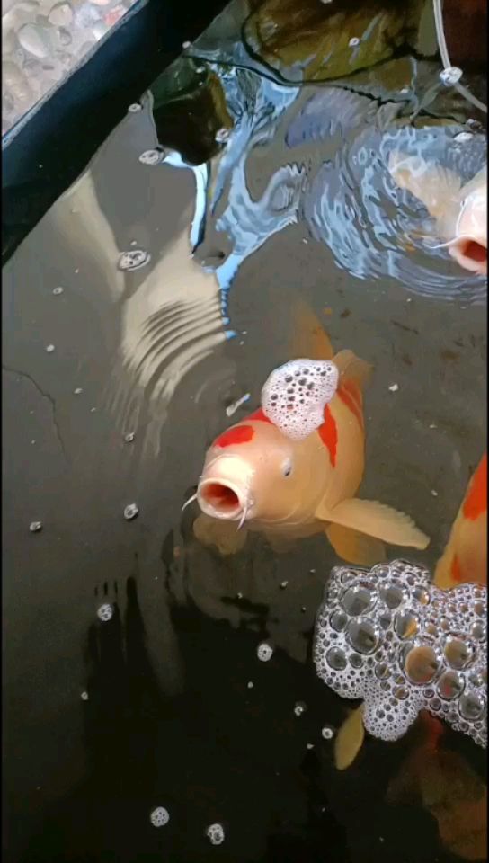 忻州水族館給魚找有緣人 黃吉金龍（白子金龍魚） 第2張