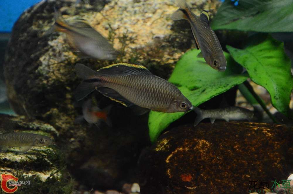 孝感水族館大陸原生造景常用魚之鯉科鱊亞科篇鳑鲏亞科