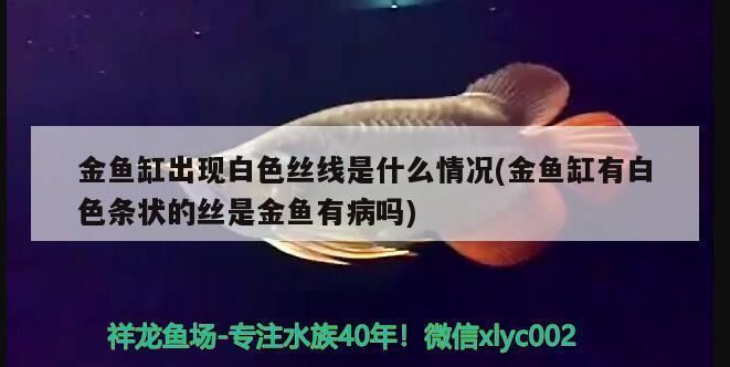 紅龍魚品種鑒賞指南（關于紅龍魚的幾個問題） 水族問答