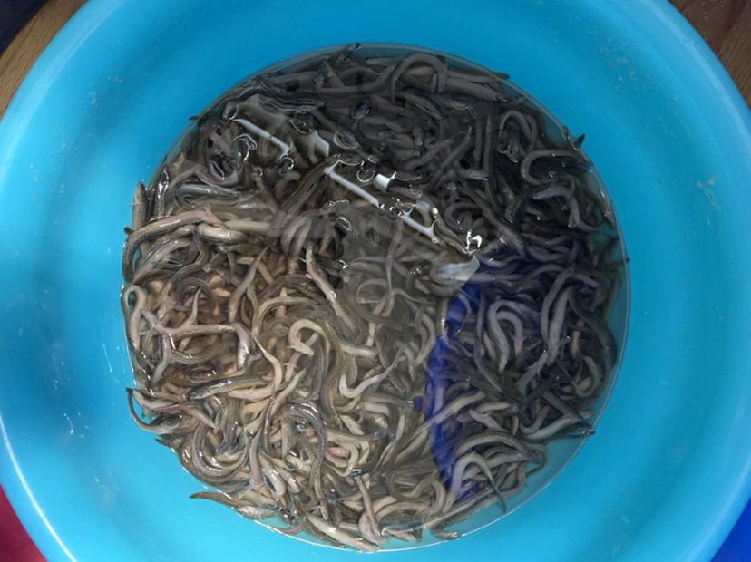 隴南觀賞魚市場又到了備魚食的時(shí)候了