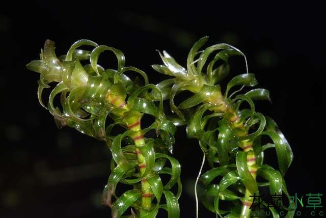 鎮(zhèn)江觀賞魚市場盤點六種會被稱為蜈蚣草的水草