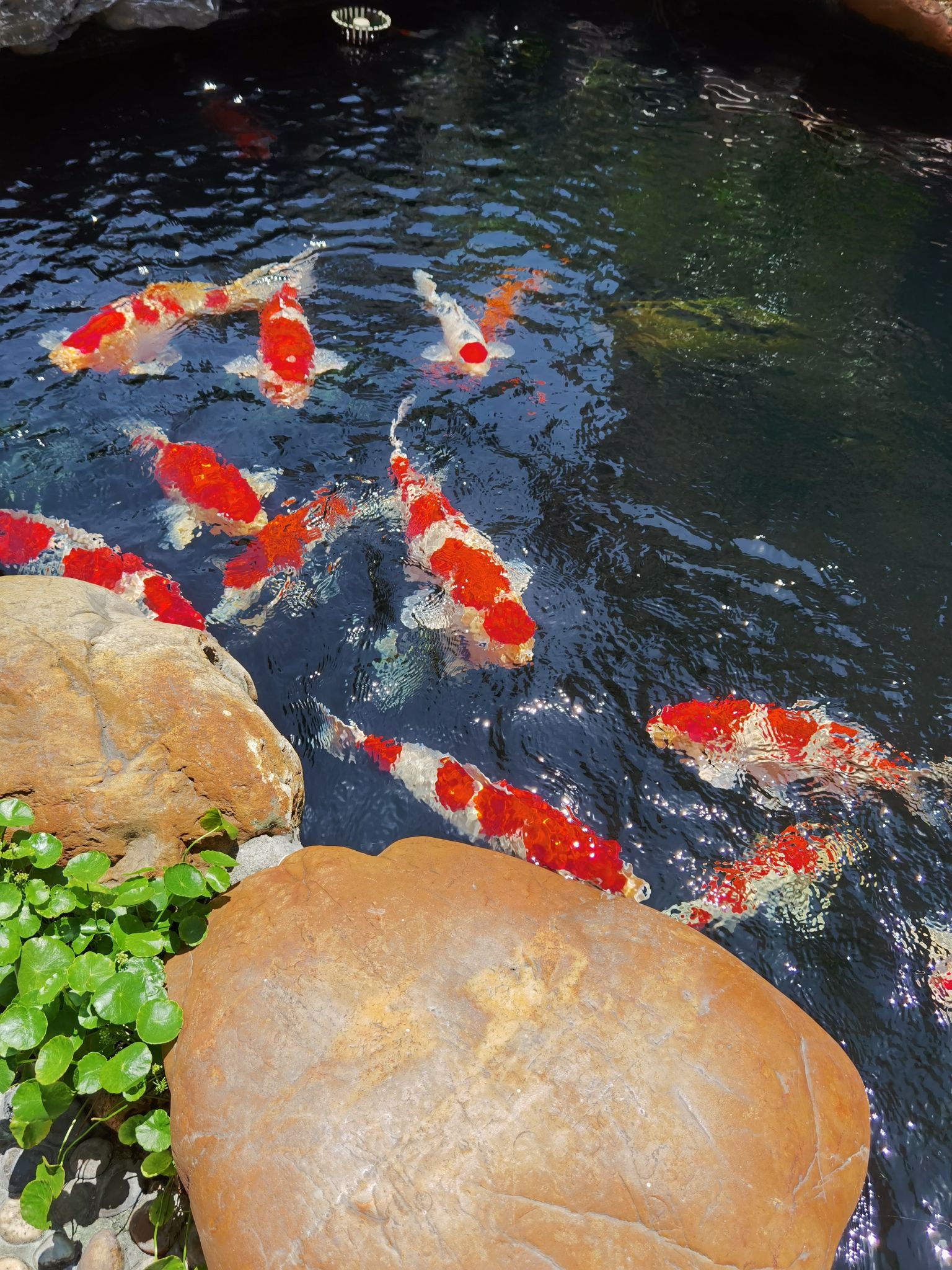 晉城觀賞魚市場(chǎng)陽光下的我們