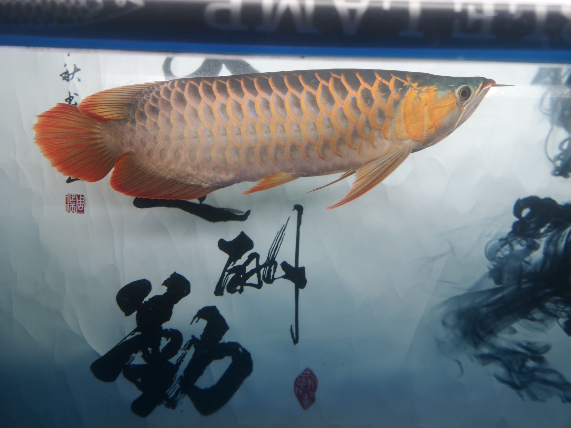 紅歸紅土歸土反正食欲不太好 成吉思汗鯊（球鯊）魚 第4張