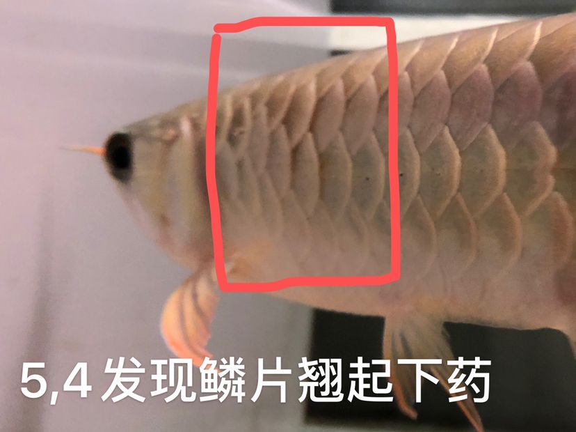 普洱觀賞魚市場(chǎng)魚疾病交流