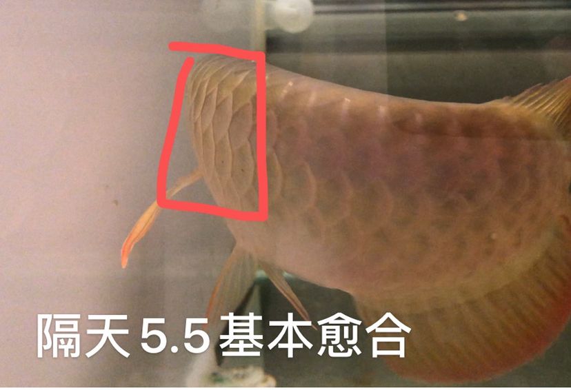 普洱觀賞魚(yú)市場(chǎng)魚(yú)疾病交流 觀賞魚(yú)市場(chǎng)（混養(yǎng)魚(yú)） 第3張