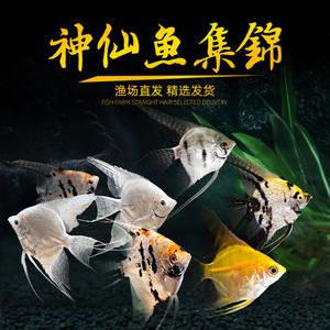 腸炎小魚六天康復過程