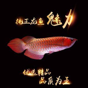 狀態(tài)越來越好 肺魚 第1張