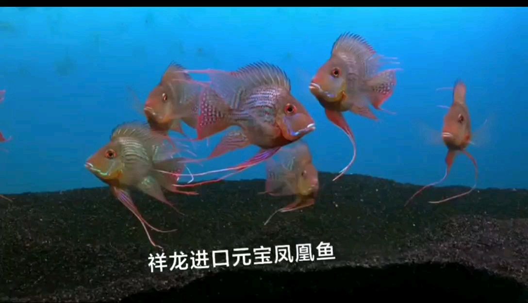 承德觀賞魚市場進(jìn)口元寶鳳凰魚欣賞