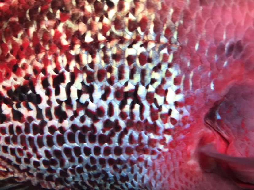 泰安水族館紋路精典火焰騎士