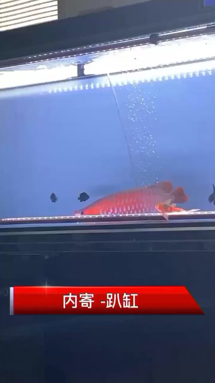 趴缸內寄趴缸拒食 帝王迷宮魚 第2張