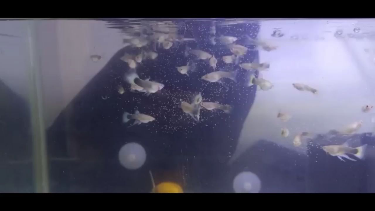 六盤水水族館真能吃 財神鸚鵡魚 第3張