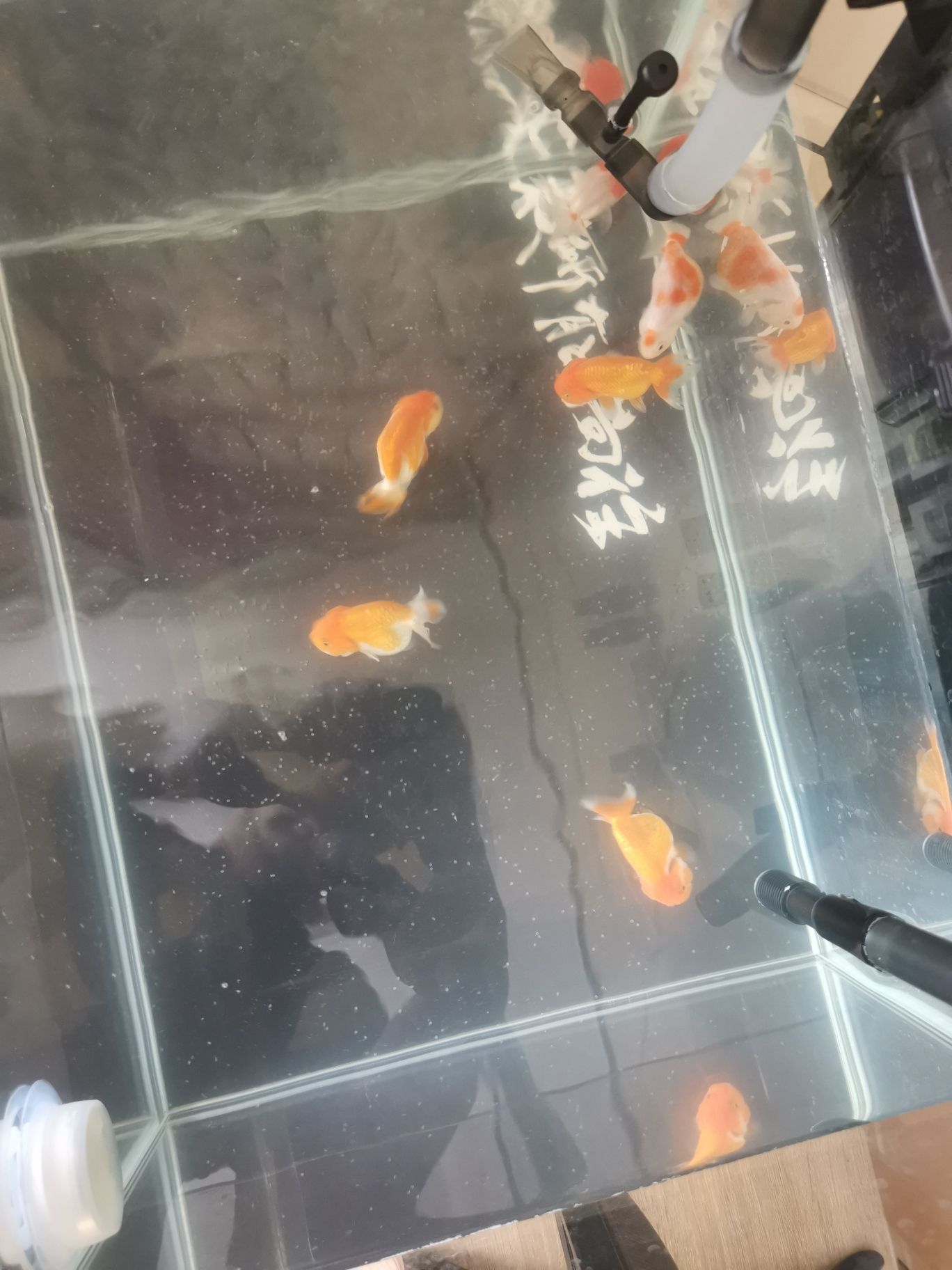 信陽觀賞魚市場萌新瑟瑟發(fā)抖求助 觀賞魚市場（混養(yǎng)魚） 第3張