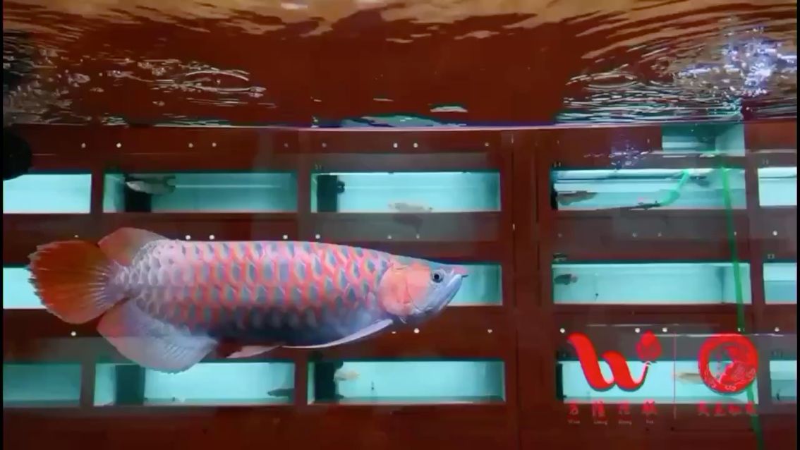 黃岡水族館神仙水