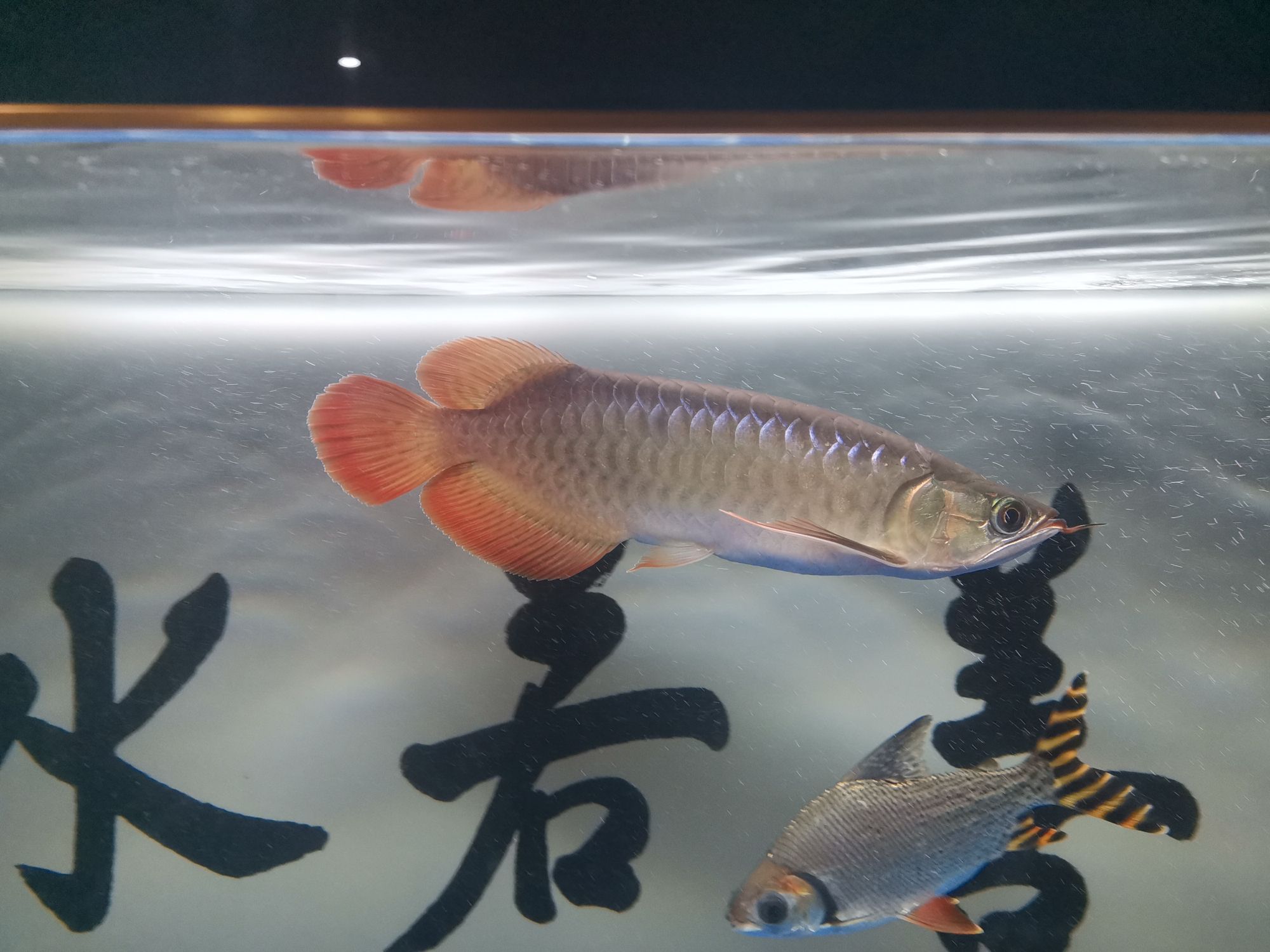 萍鄉(xiāng)觀賞魚市場小龍龍