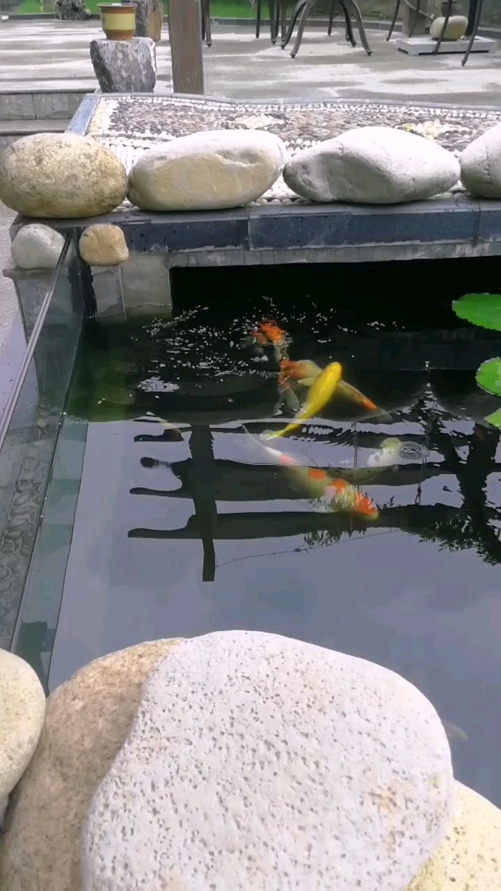 大理白族自治州水族館欣賞一下我的錦鯉還有小錦鯉 雙線側(cè)魚 第2張