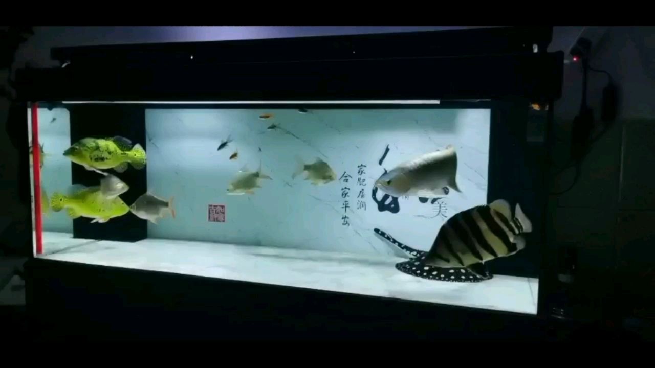 汕頭水族館龍虎魟日常打卡