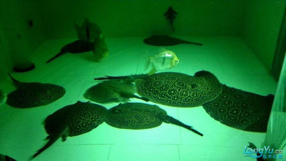 崇左水族館上海出1公2母黑帝種魚成魚5000元打包價 申古銀版魚 第2張