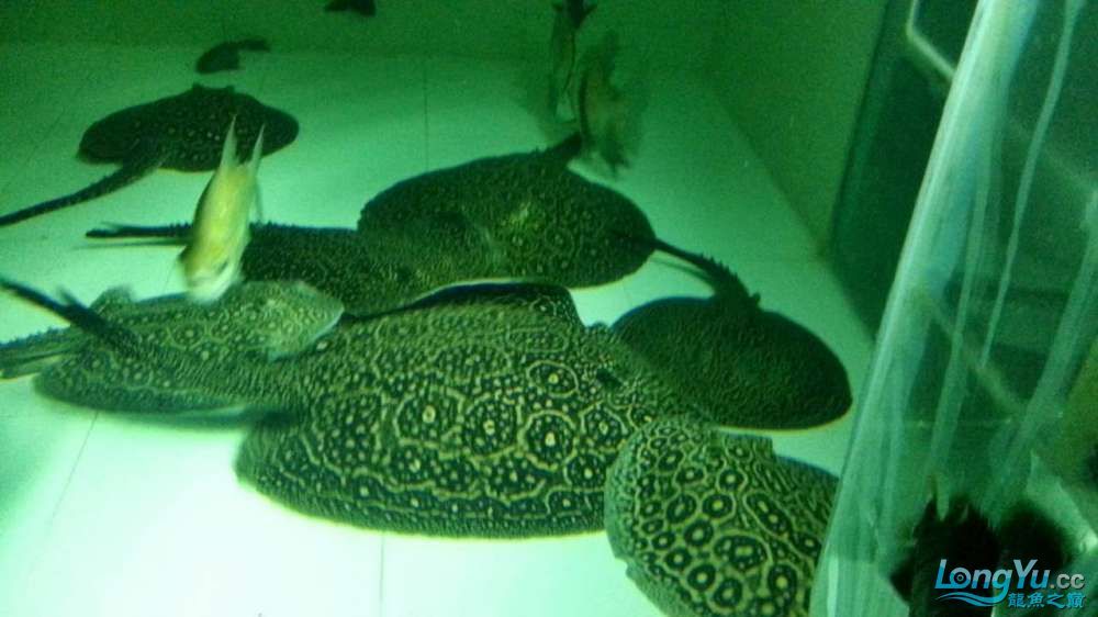 崇左水族館上海出1公2母黑帝種魚成魚5000元打包價 申古銀版魚 第6張