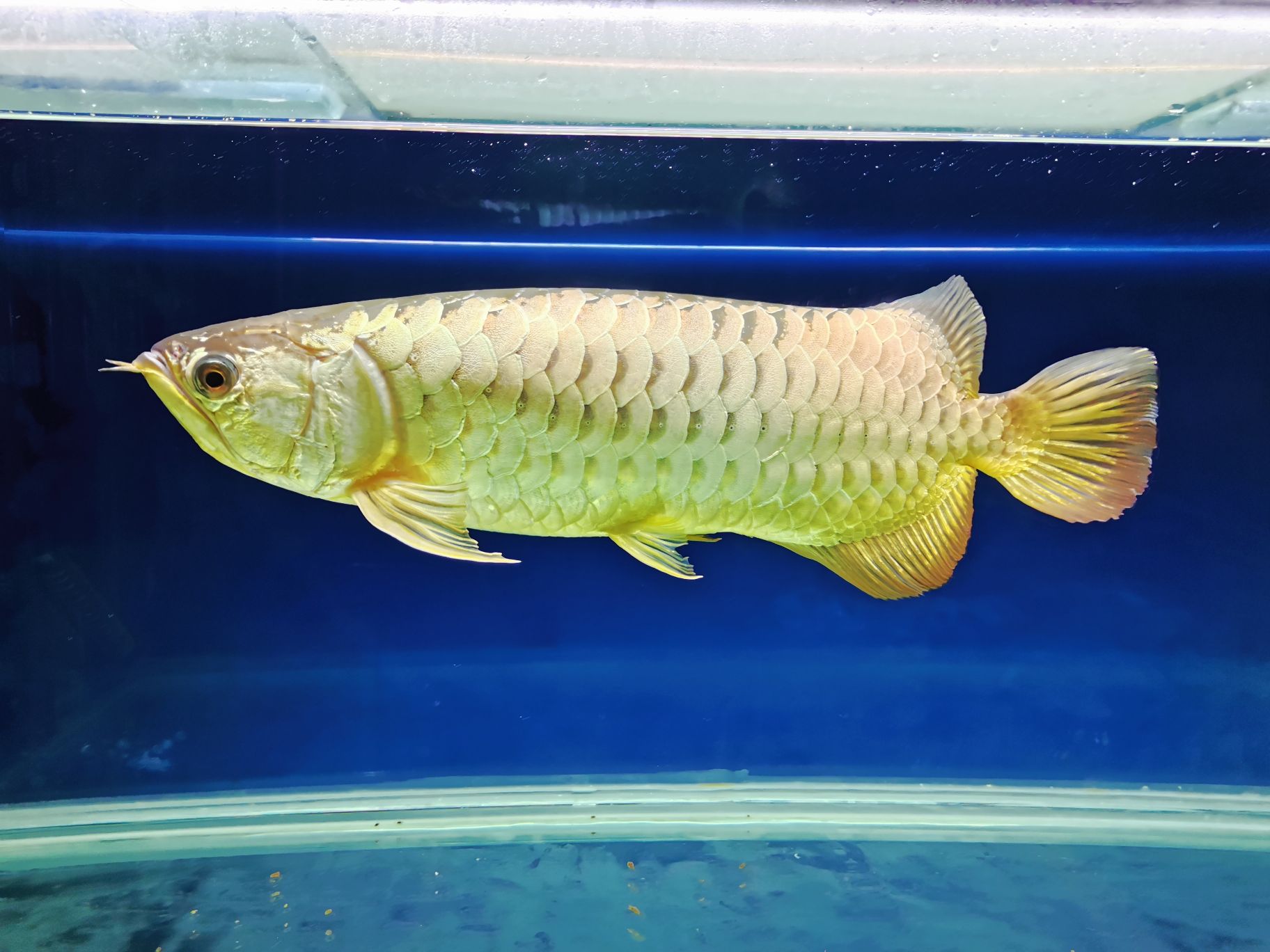 欽州水族館八年老龍