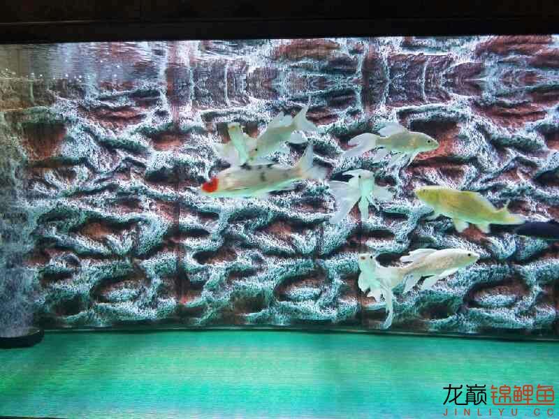 裸缸太單調(diào)加些什么好？ 觀賞魚(yú)百科 第6張