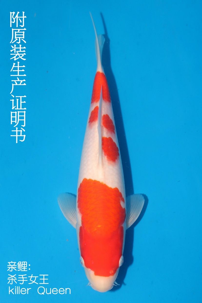 阿里觀賞魚市場今期網(wǎng)拍點(diǎn) 觀賞魚市場（混養(yǎng)魚） 第4張