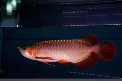 紅龍魚(yú)胖好還是瘦好（如何判斷紅龍魚(yú)體型是否合適） 龍魚(yú)百科 第4張